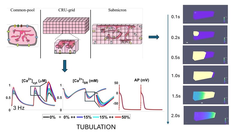 Development of a new modelling platform to study Calcium subcellular behavior in cardiomyocytes