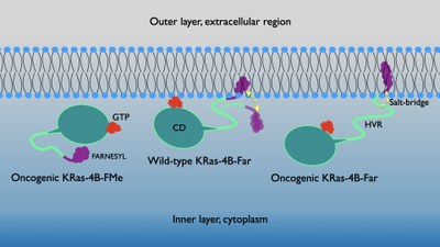 Long-lasting Salt Bridges Provide the Anchoring Mechanism of Oncogenic Kirsten Rat Sarcoma Proteins at Cell Membranes