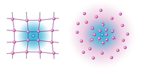 Study of the behavior of impurities in Bose and Fermi systems